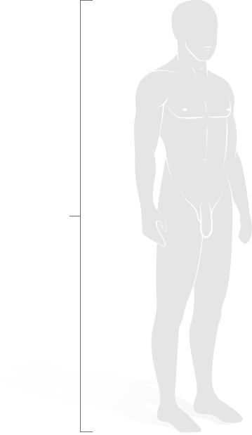 male doll height